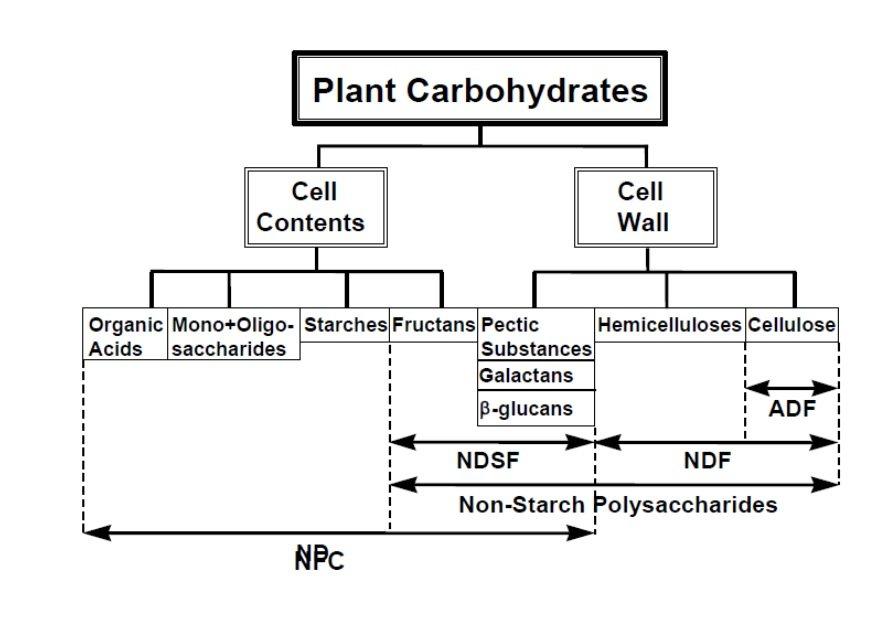 Plant Carbohydrates in the Horse Diet