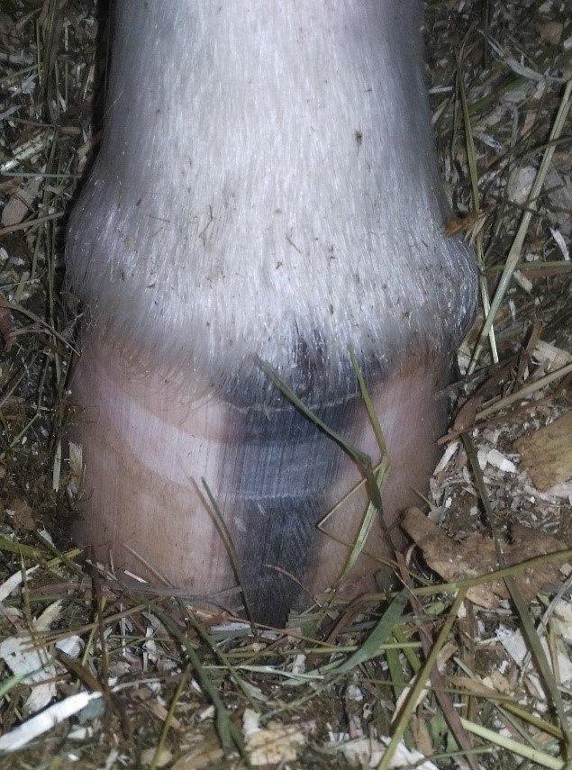 horse hoof health omneity