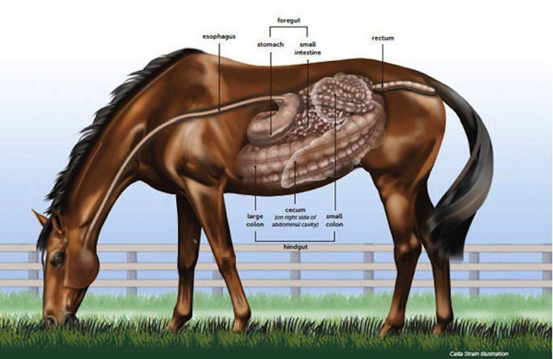 Gastric Ulcers in Horses