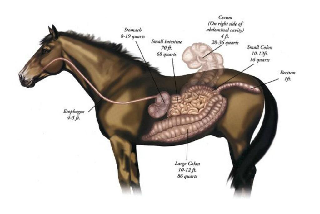 How Does the Horse's Hindgut Work