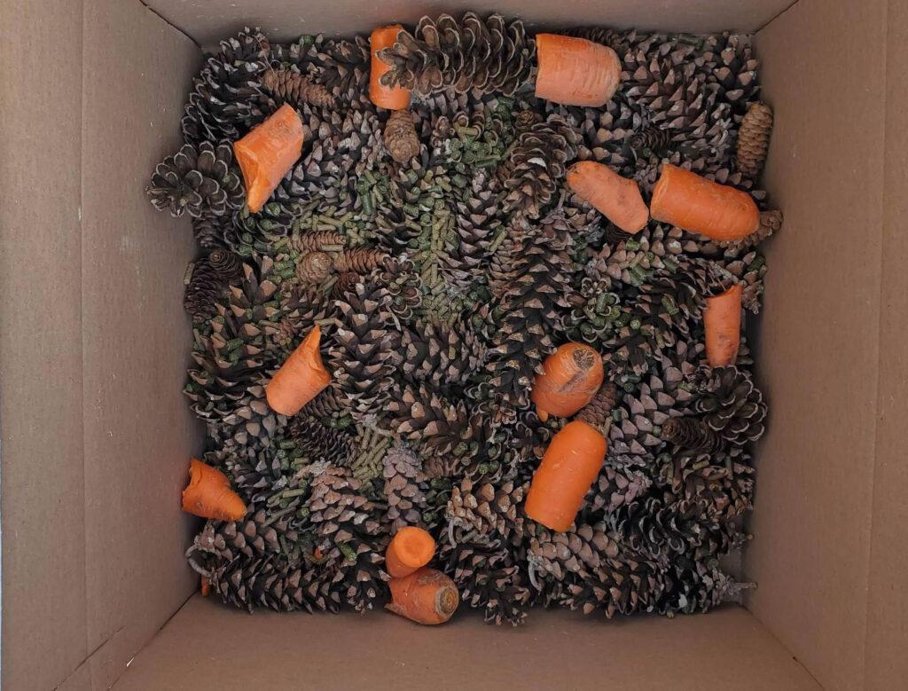 Equine Enrichment Activities - Carboard Box