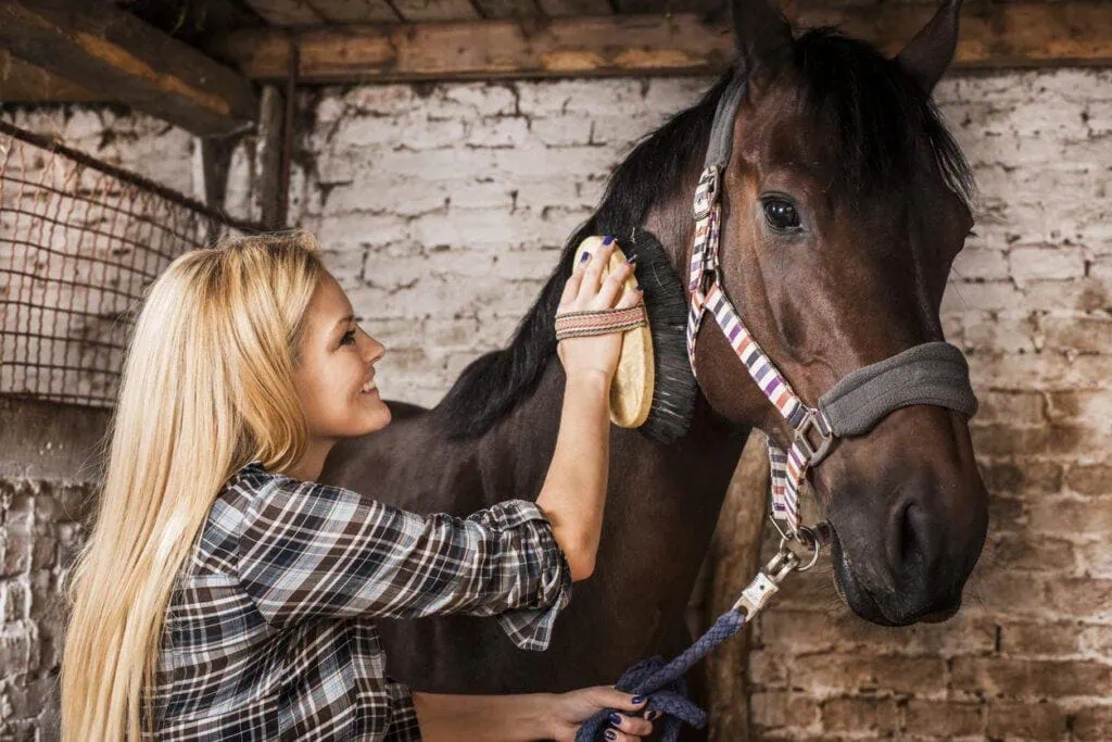 Equine Enrichment Activities - Grooming