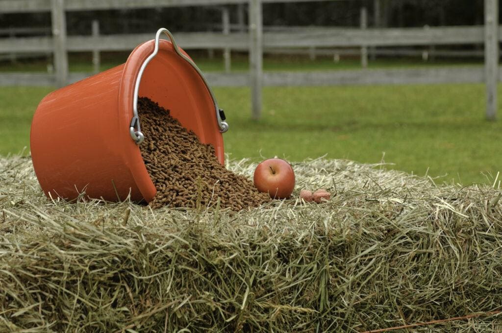 Equine Enrichment Activities - Scattering Grain
