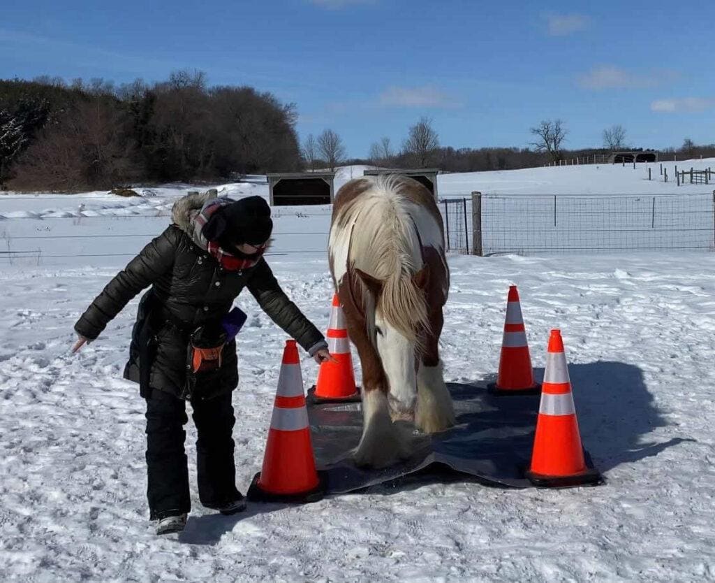 Equine Enrichment Activities - Tarp