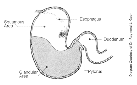 Stomach Ulcers Location in Horses