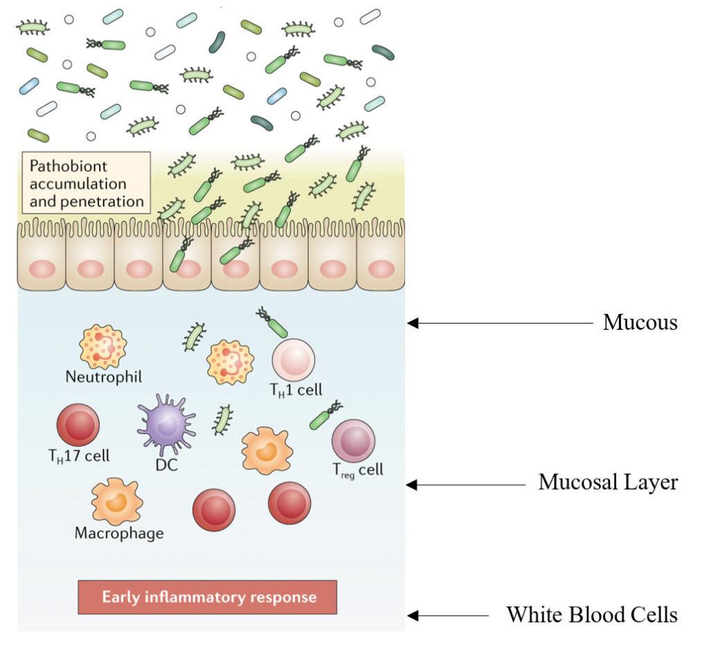 Equine Inflammatory Bowel Disease