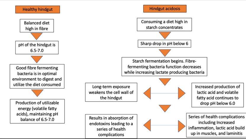 Hindgut Function in Horses