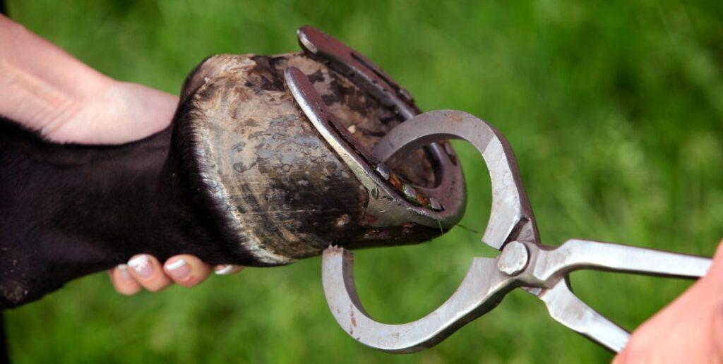 Hoof Tester for Lameness Exams