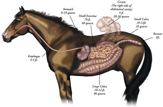 Horse Digestive Tract - Hindgut & Foregut