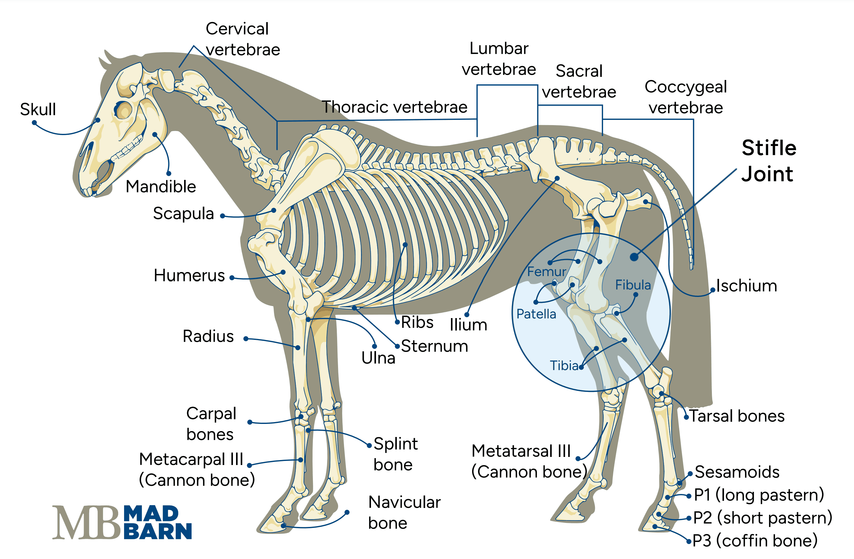 Stifle Joint in Horses