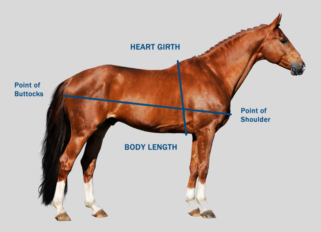Body Weight Measurement Horse