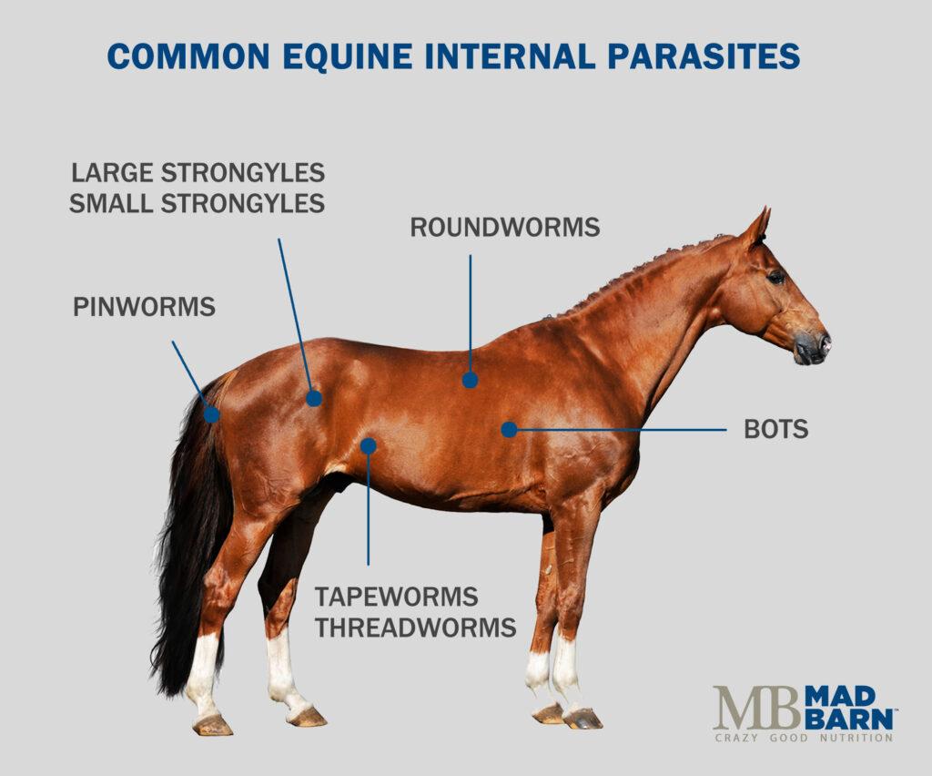 Common Equine Internal Parasites