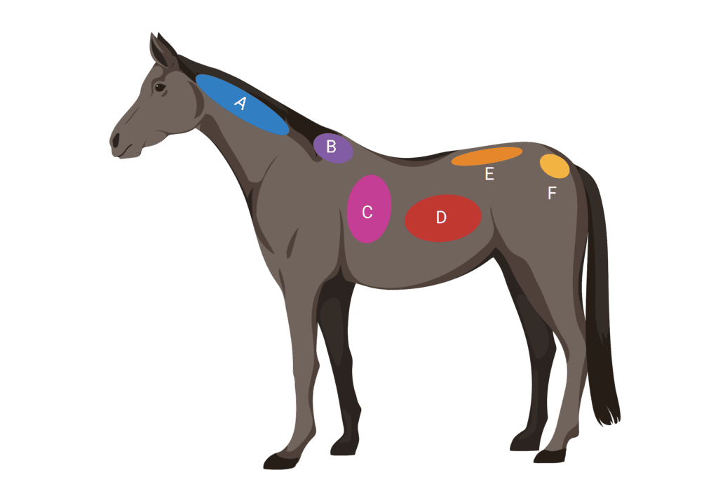 Equine Body Condition Scoring