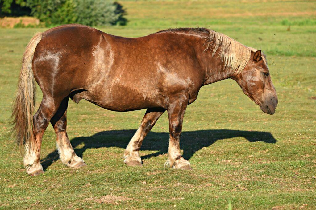 Extremely Fat (Very Obese) Body Condition Score Horse