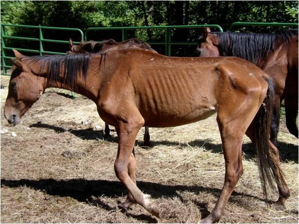 Poor (Emaciated) Body Condition Score Horse