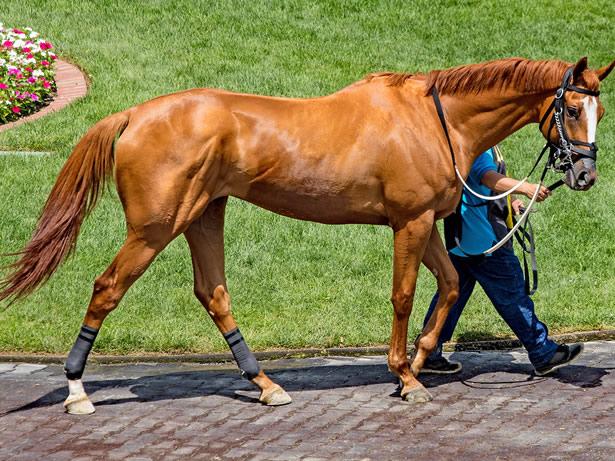 Slightly Underweight Body Condition Score Horse