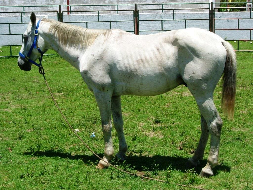 Thin (Underweight) Body Condition Score Horse