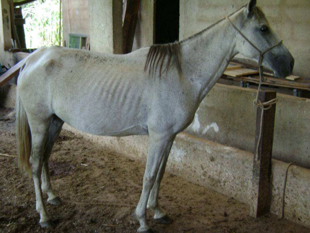 Very Thin Body Condition Score Horse