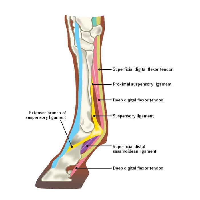 Degenerative Suspensory Ligament Desmitis in Horses