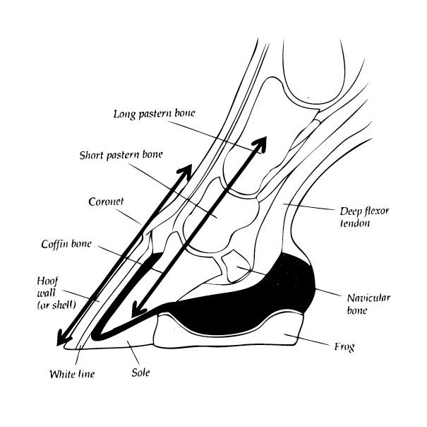 Equine Hoof Anatomy Graphic