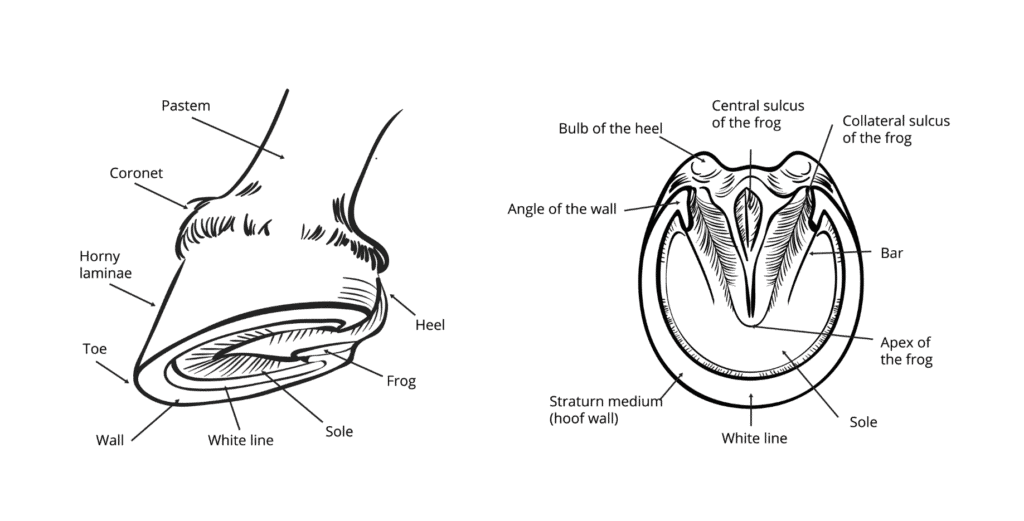 Healthy Horse Hoof Anatomy