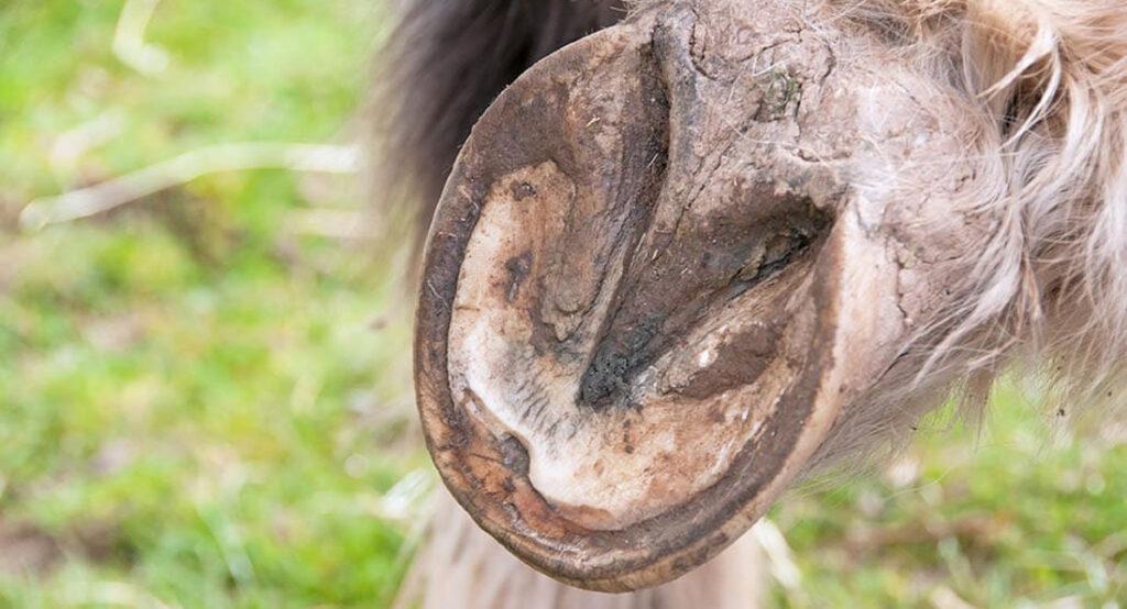 Hoof Abscess in Horses