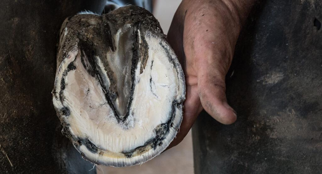 White Line Disease in Horses