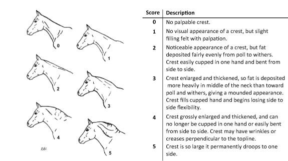 Cresty Neck Scoring for Horses