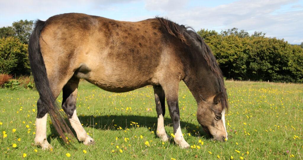 How to Get Rid of a Horse's Cresty Neck