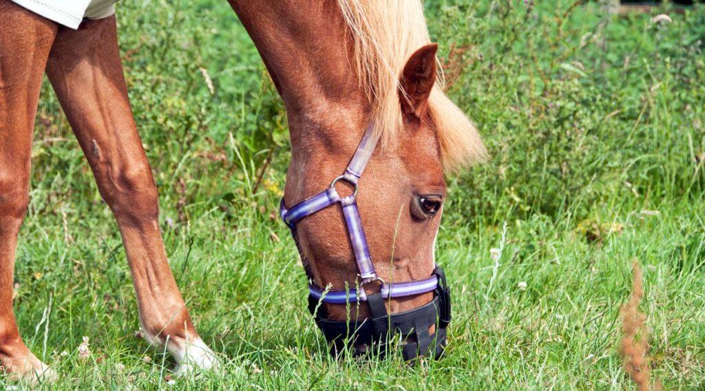 How to Use a Grazing Muzzle