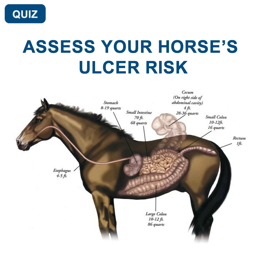Quiz: Assess Your Horse's Ulcer Risk