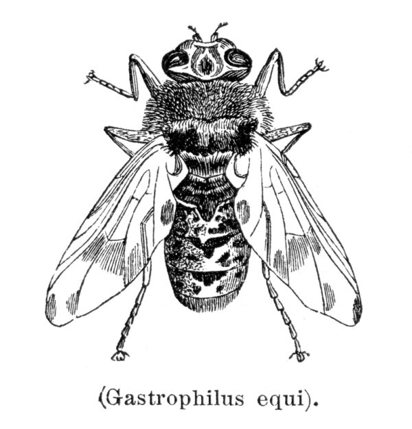 Botflies (Gasterophilus) in Horses