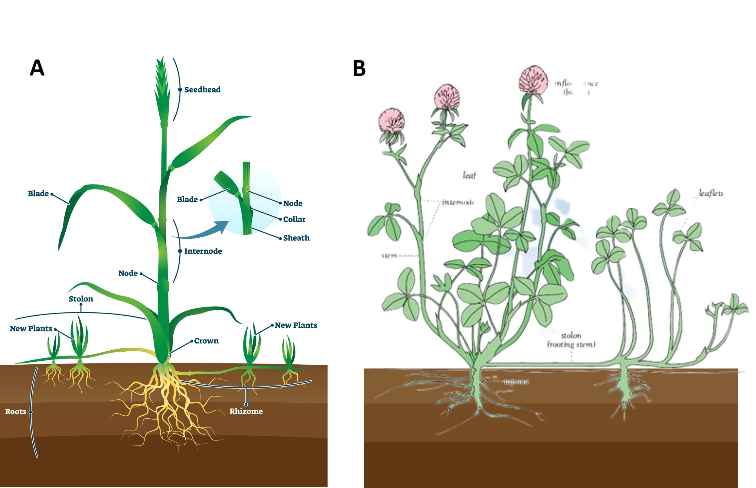Grass and Legume Structure