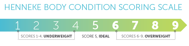 Henneke Body Condition Scoring Scale for Horses