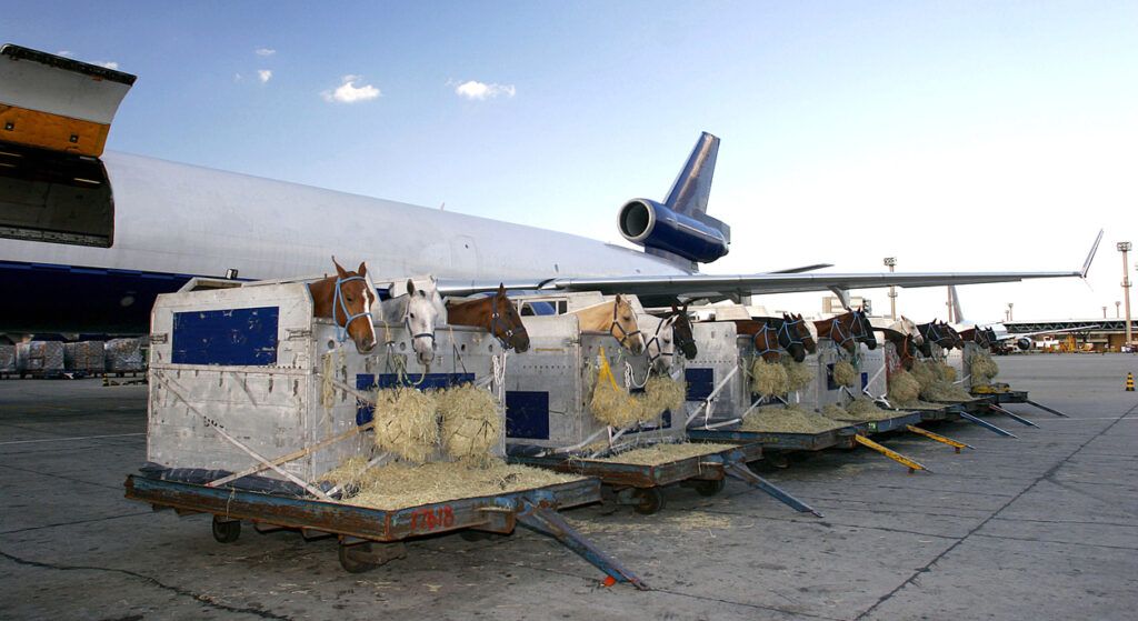 Transporting Horses by Airplane