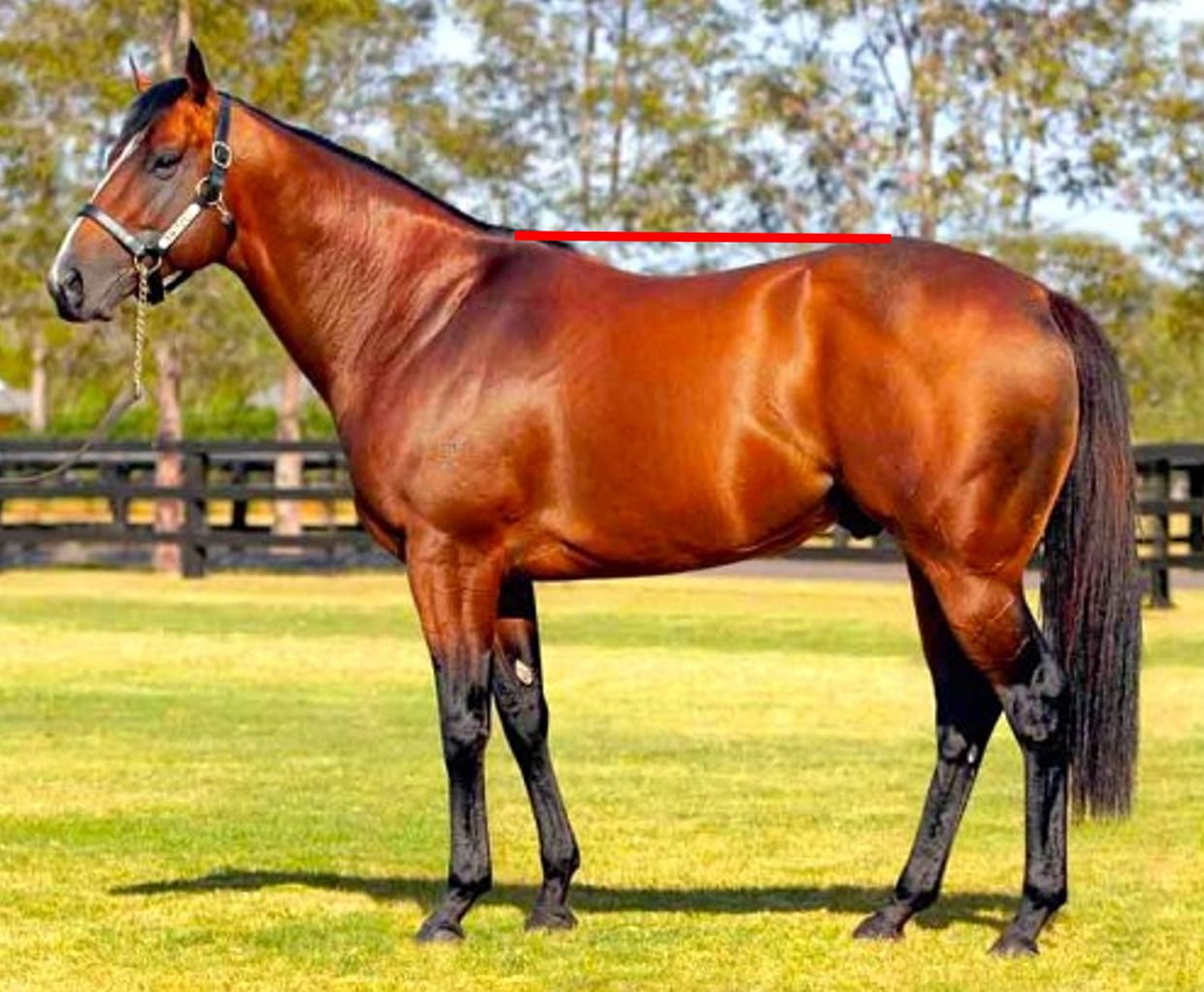 Conformation Assessment for Horses