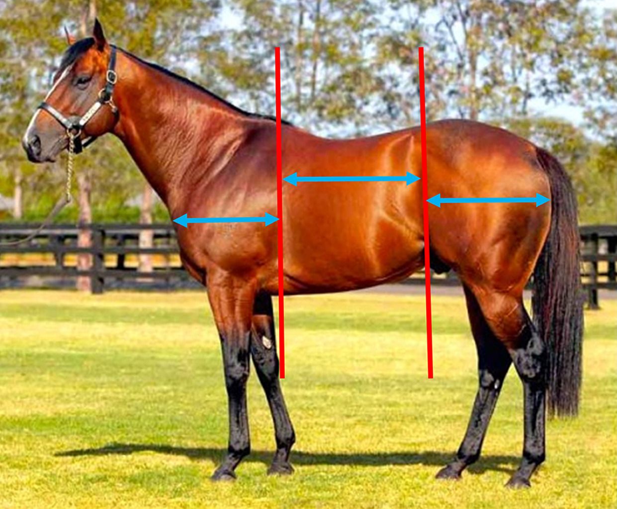 Conformation Exam for Horses