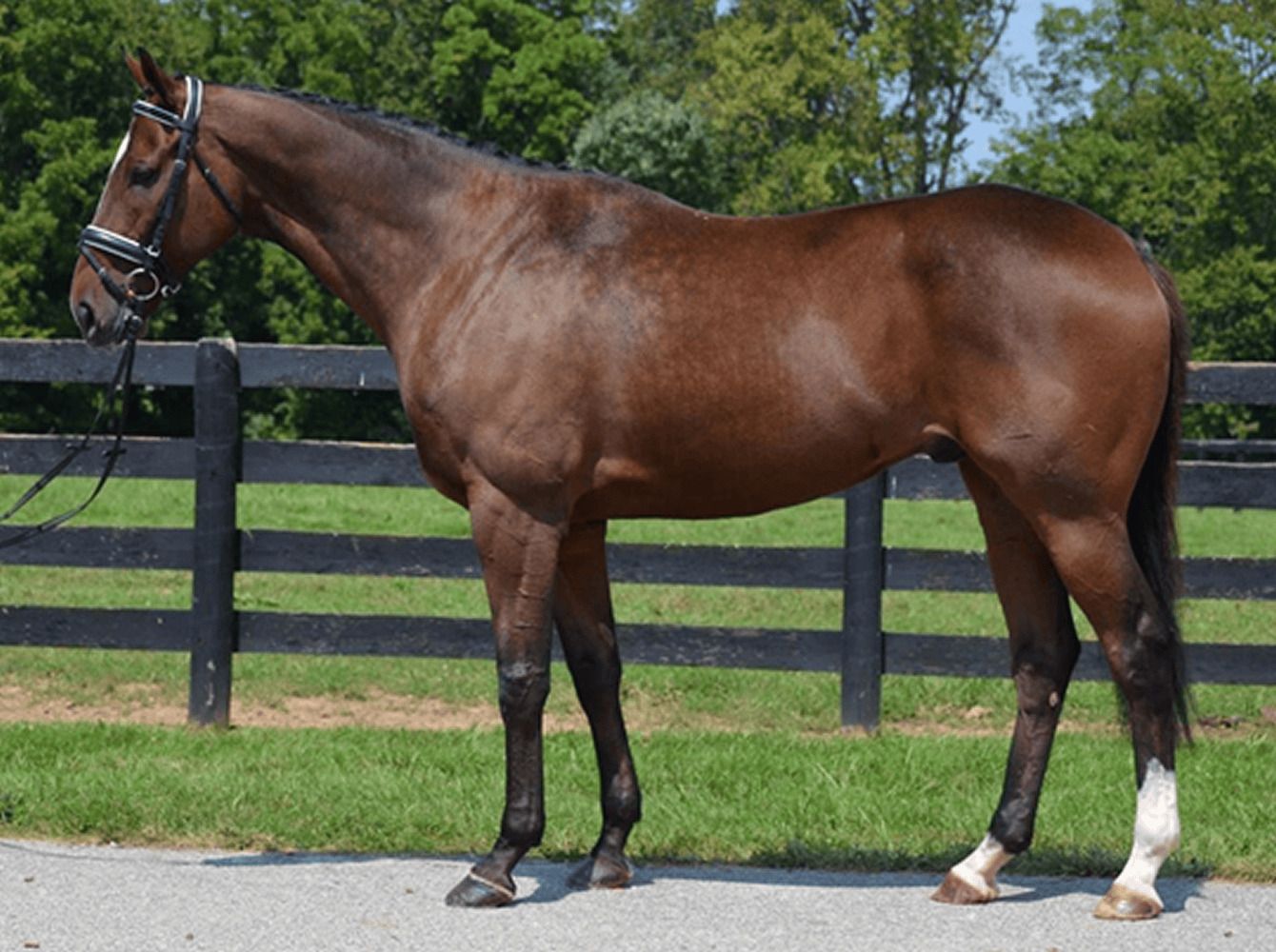 Evaluating Conformation in Horses