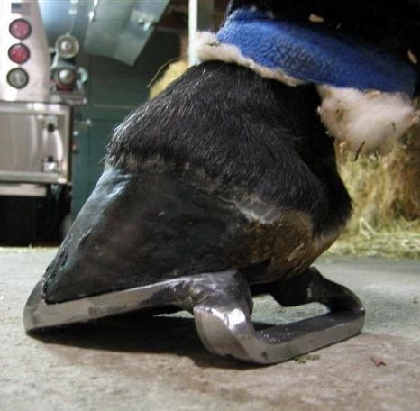 Elevated Heel Shoes for Horses