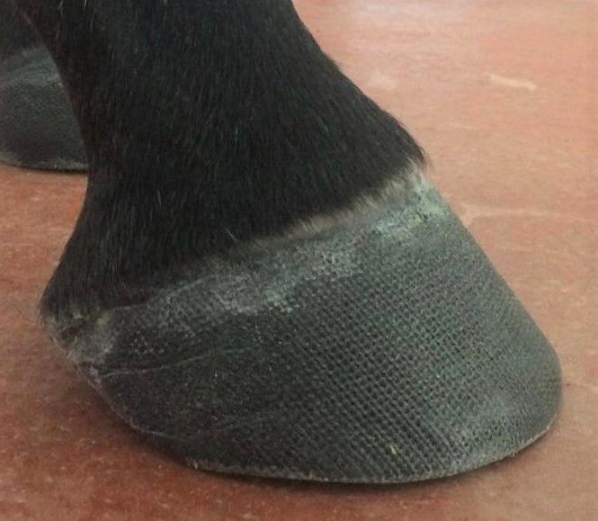 Hoof Casts for Horses