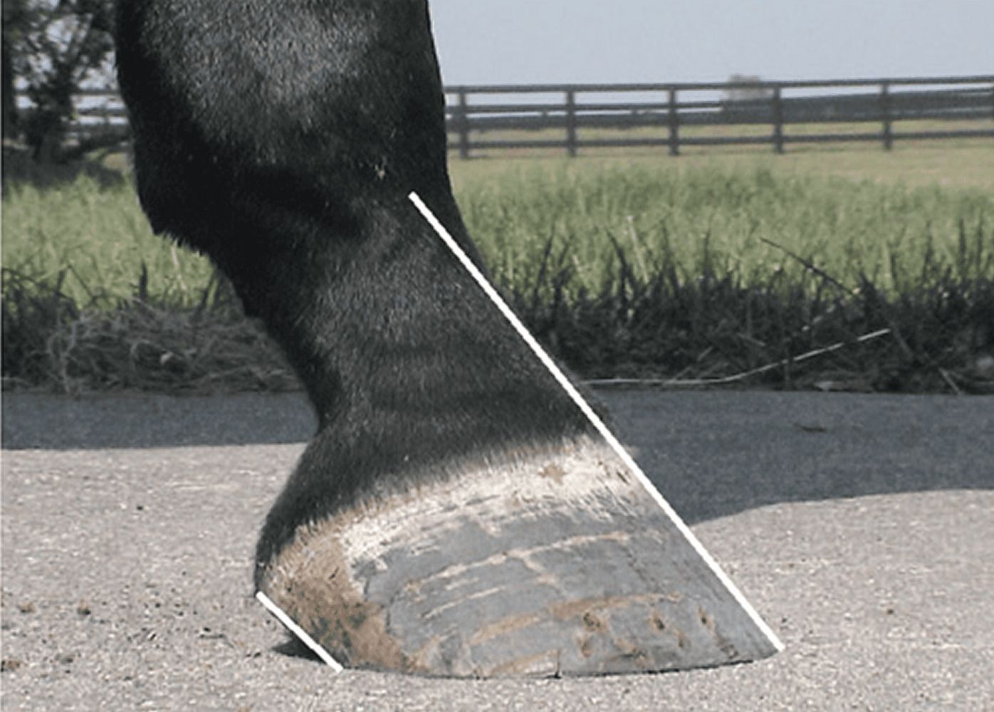 Hoof Conformation in Horses