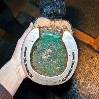 Hoof Pads for Horses - Corrective Shoeing