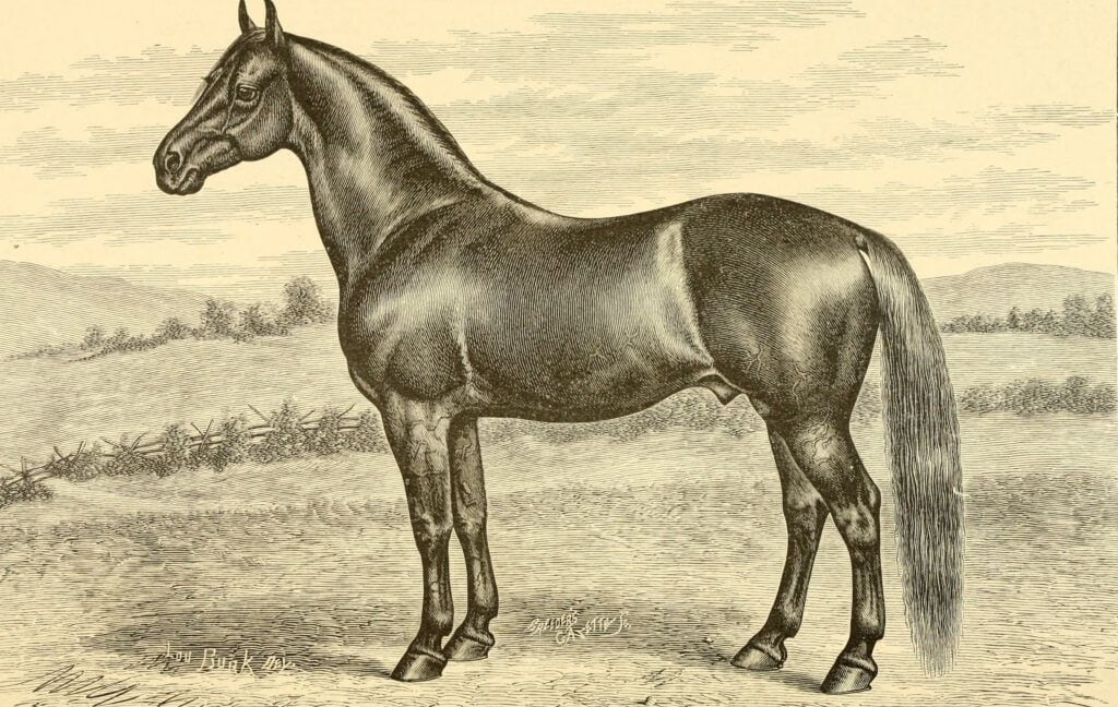 Morgan Horse Breed History