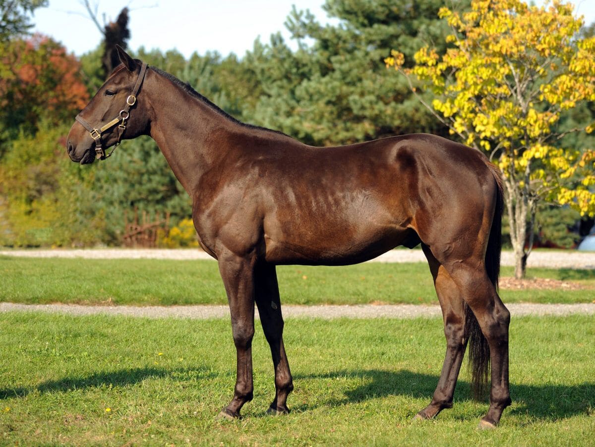 Standardbred Horse Breed Profile