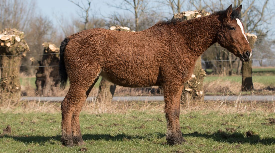 American Bashkir Curly Horse Conformation Picture