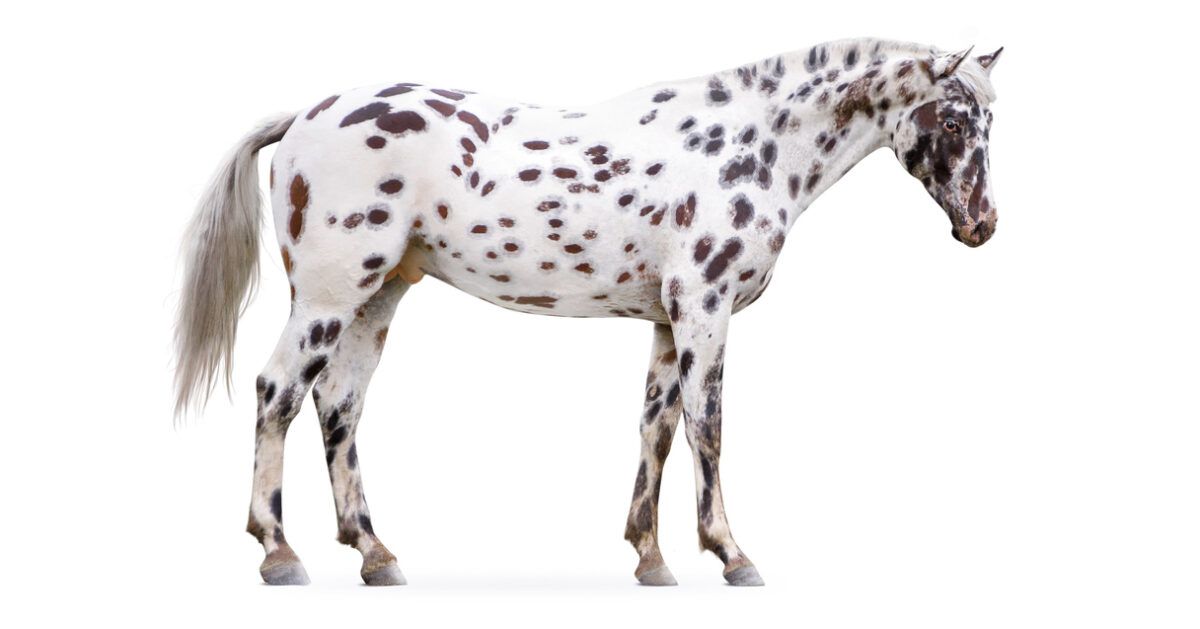 Colorado Ranger Horse Conformation Pictures