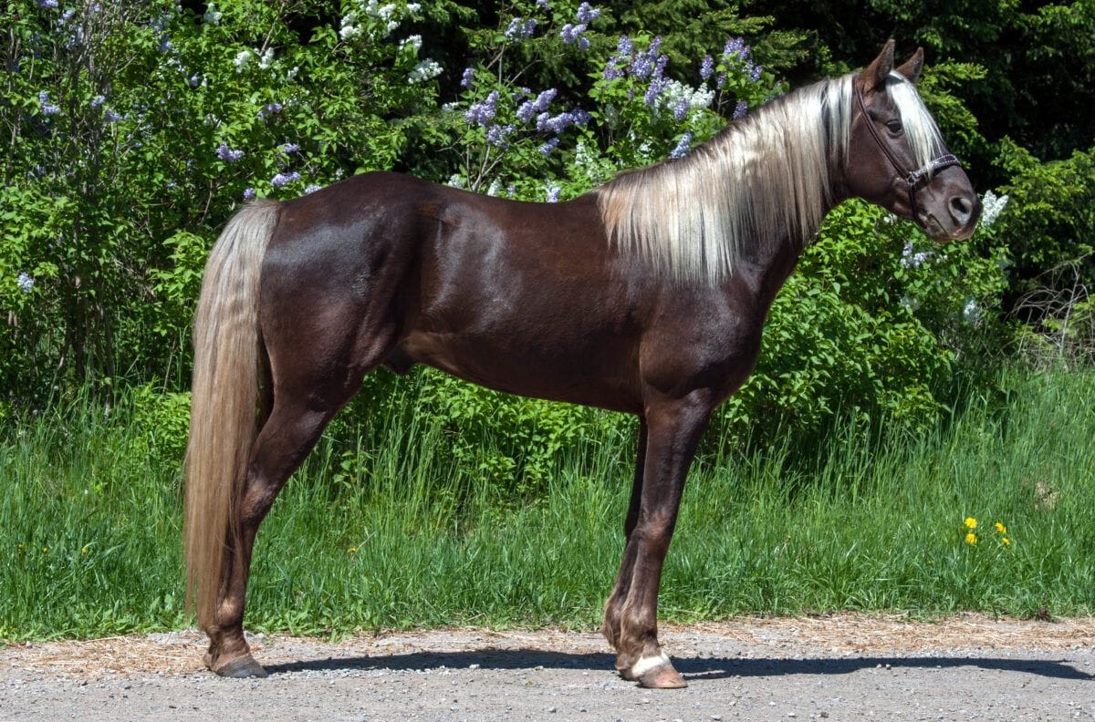 Rocky Mountain Horse Conformation Picture