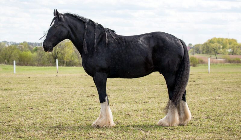 Shire Horse Breed Characteristics
