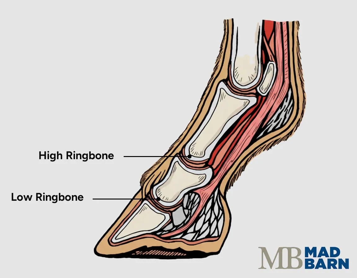 high vs low ringbone in horses