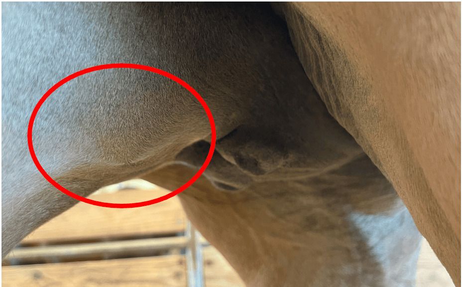Mammary Edema in a Mare Before Foaling